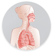 Illustration of upper and lower respiratory tract