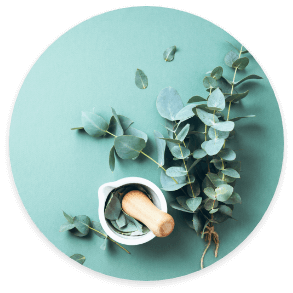 Eucalyptus leaves with pestle on light green background